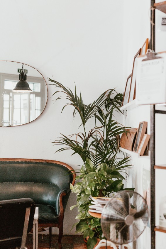 white living room green plant bookshelves